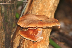 Gymnopilus junonius