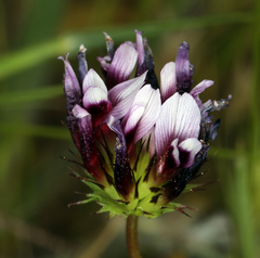 Trifolium variegatum