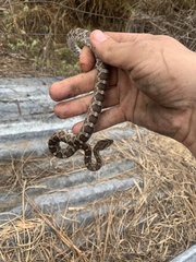Pantherophis emoryi
