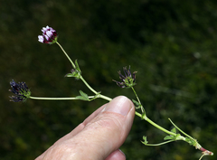 Trifolium variegatum