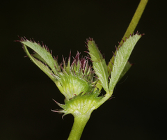 Trifolium variegatum
