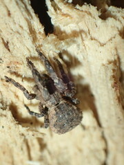 Hyptiotes akermani