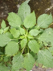 Acalypha indica