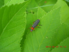 Cantharis pellucida