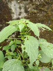 Acalypha indica