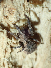 Hyptiotes akermani