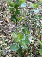 Lonicera subspicata