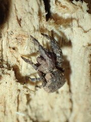 Hyptiotes akermani