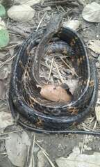 Chironius grandisquamis