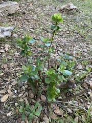 Lonicera subspicata