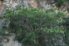 Ficus glumosa