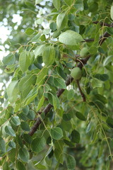 Sclerocarya birrea caffra