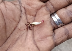 Loranthaceae