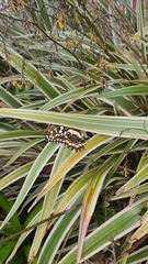 Papilio demodocus demodocus
