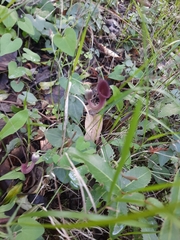 Aristolochia baetica