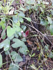 Aristolochia baetica