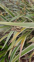 Papilio demodocus demodocus