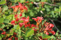 Bauhinia galpinii