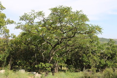 Pterocarpus angolensis