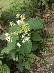 Clerodendrum infortunatum