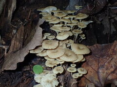 Lentinus sajor-caju