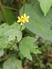 Triumfetta rhomboidea