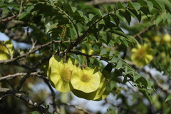 Pterocarpus angolensis