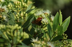 Syzygium legatii