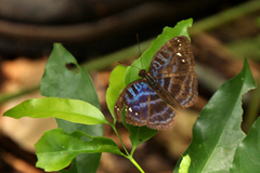 Cynandra opis