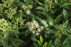 Syzygium legatii