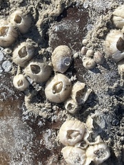 Amphibalanus improvisus