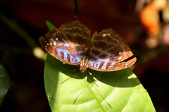 Cynandra opis