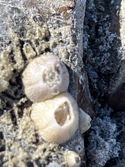 Amphibalanus improvisus