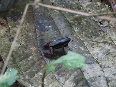 Silverstoneia flotator