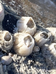 Amphibalanus improvisus