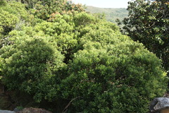 Syzygium legatii
