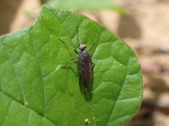 Stenosathe brachycera