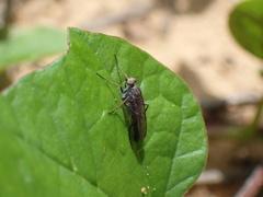 Stenosathe brachycera