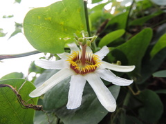 Passiflora yucatanensis