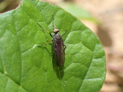 Stenosathe brachycera