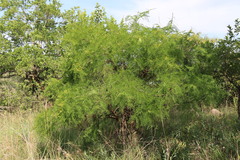 Vachellia davyi