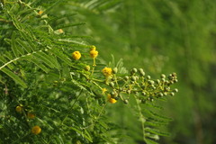 Vachellia davyi