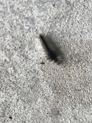Halysidota cinctipes