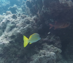 Lutjanus kasmira