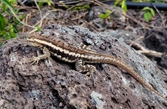 Microlophus bivittatus