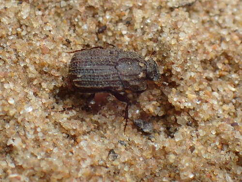 Afrodrepanus