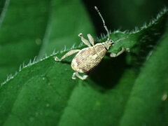 Sciobius