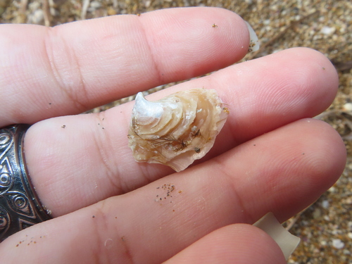 Bicolour Purse Oyster