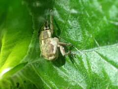 Sciobius