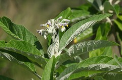 Solanum giganteum